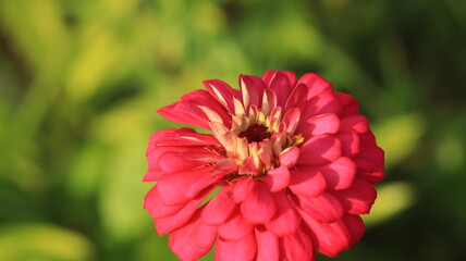 zinnia flower blooming with pink petals