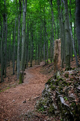 Footpath in deciduous forest, Little Carpathians, Slovakia
