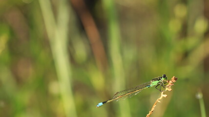 a little dragonfly on the grass