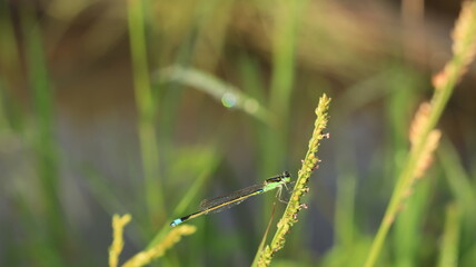 a little dragonfly on the grass