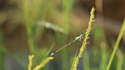 a little dragonfly on the grass