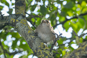 Sparrow close-up perched on a branch with a blur green background in its environment and habitat surrounding. Coniferous trees.