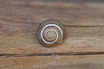 one gray snail lies on a brown wooden board in the street