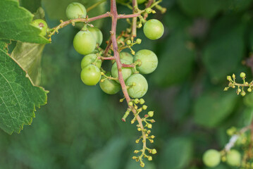 branch with green grapes among leaves in a summer garden