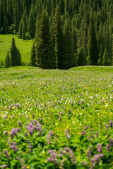 cypress trees and colorful wild flowers