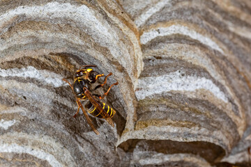 Mittlere Wespe, Dolichovespula media, am Nest