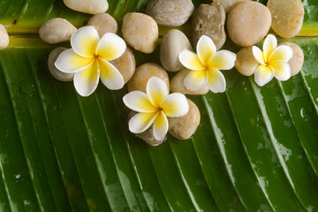 Yellow frangipani with stones with big leaves on wet drop background.

