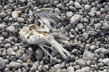 Oiseau mort sur la plage