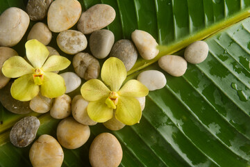 Yellow orchid with stones with big leaves on wet drop background.