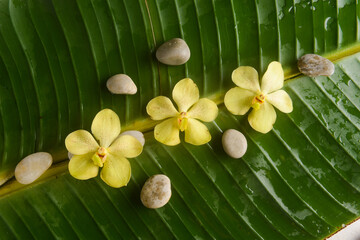 Yellow orchid with stones with big leaves on wet drop background.