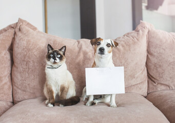 Dog and cat at home with blank card