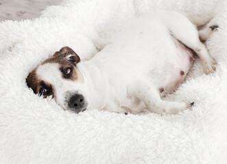 Pregnant dog resting in white bed