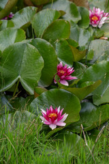 Pink water lily lotus flowers and green round leaves on a pond. Vertical frame. High quality photo