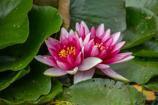 Macro Two pink water lily lotus flowers and green round leaves on a pond. High quality photo