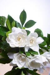 Obraz na płótnie Canvas Blooming gardenia jasmine flower with jasmine closeup