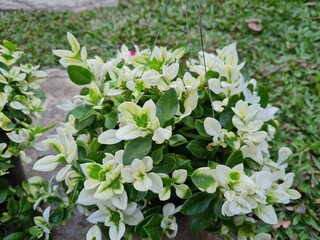 Kribo varigata ornamental plant in a green hanging pot