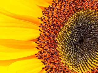 Macro shot taken inside a sunflower bloom