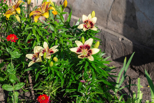 A flowerbed of yellow lilies with bugundy centers on the background of the house. High quality photo