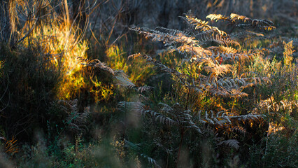 Fougères aux teintes flétries, photographiées dans la forêt des Landes de Gascogne, en période hivernale