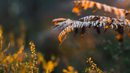 Fougères aux teintes flétries, photographiées dans la forêt des Landes de Gascogne, en période...