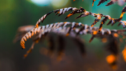 Fougères aux teintes flétries, photographiées dans la forêt des Landes de Gascogne, en période...