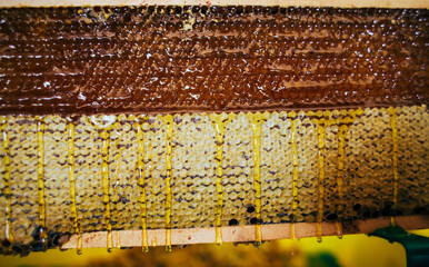 Yellow golden Honey dripping from honey comb. Honeycombs with full cells of honey in harvest - 520179146