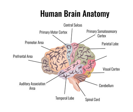 Human Brain Anatomy Composition