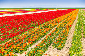 A magical landscape with blue sky over tulip field in KONYA TURKEY. colorful flowers