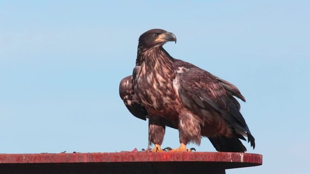 Juvenile Bald Eagle (Haliaeetus leucocephalus) taking off from a steel structure in the harbor of Homer, Alaska