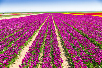 Naklejka na ściany i meble A magical landscape with blue sky over tulip field in KONYA TURKEY. colorful flowers