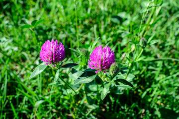 Obraz premium Background of two clover or trefoil (Trifolium) pink flowers and green leaves in a sunny spring day, beautiful outdoor floral background.