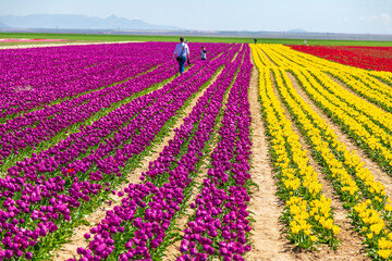 A magical landscape with blue sky over tulip field in KONYA TURKEY. colorful flowers