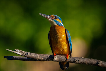 kingfisher on a branch near the river waiting for a fish in the sun