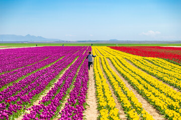 A magical landscape with blue sky over tulip field in KONYA TURKEY. colorful flowers