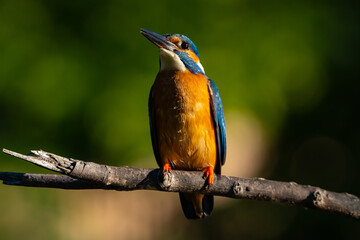kingfisher on a branch near the river waiting for a fish in the sun