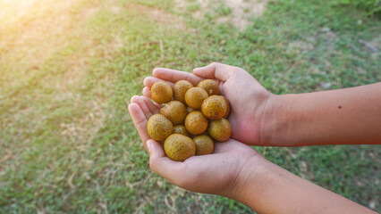 Hand holding longan grown in the garden with natural sunlight.