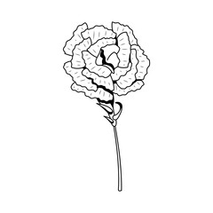 Abstract Hand Drawn Flower Plant Carnation Botanic Floral Nature Bloom Doodle Concept Vector Design Outline Style On White Background Isolated