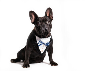 Сute black dog  french bulldog breed on a white background.Funny puppy in 
in costume.