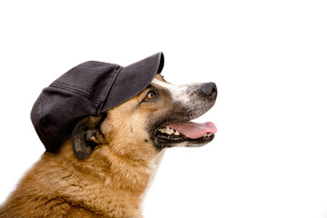 Portrait of a dog in a cap with a tongue on a white background with a place for a signature.