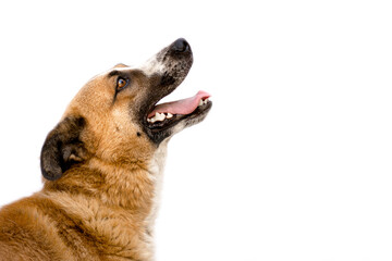Close-up portrait of a cheerful red dog with a tongue on a white background with space for text.

