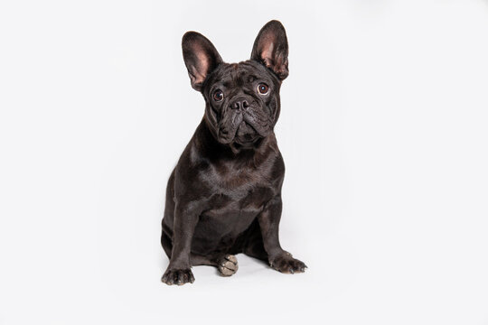 Сute black dog  french bulldog breed on a white background.