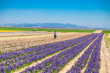 Fototapeta na wymiar A magical landscape with blue sky over tulip field in KONYA TURKEY. colorful flowers
