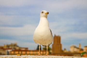 seagull portrait on a city view