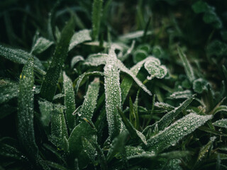 Frost on grass