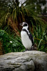 penguin on the rock