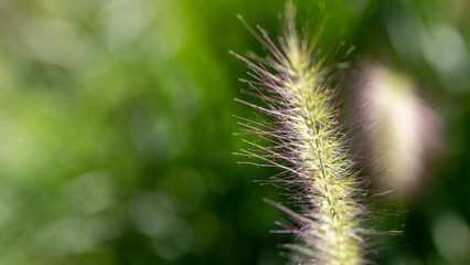 Fototapeta premium 猫じゃらし！？