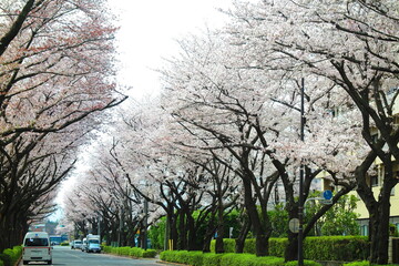 桜で満開の立川市街地の風景5