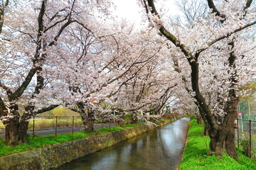 桜で満開の玉川上水の風景8