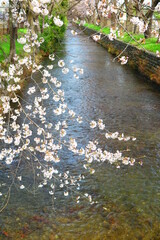 Fototapeta na wymiar 桜で満開の玉川上水の風景7