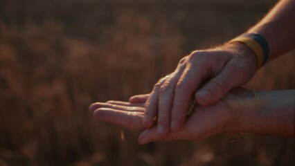 A man rubbing wheat grains with palms. An agrarian cherishes ears of wheat grown with his own hands. Ukrainian farmer ready to gather the harvest. Cultivation crops and agriculture concept of Ukraine.